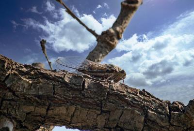 Прикрепленное изображение: IMG_0428м.jpg